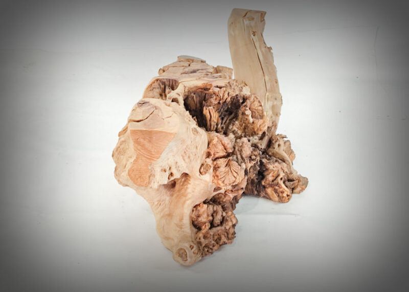 Tronco de olivo tallado