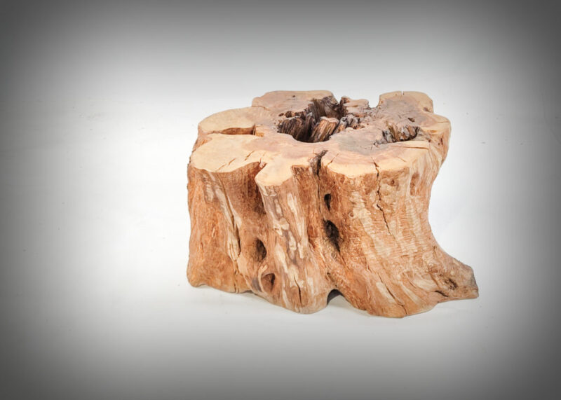 Tronco de olivo tallado